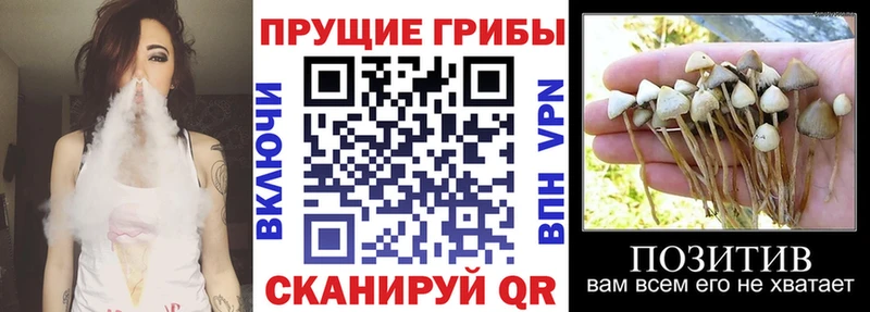 Купить где  Железногорск  Галлюциногенные грибы GOLDEN TEACHER 